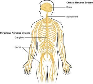 Central Nervous System Regulates And Controls Feelings Of Pain.