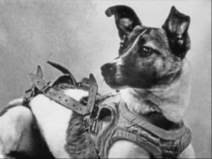 Laika was a Soviet space dog who was one of the first animals in space and the first to orbit the Earth.